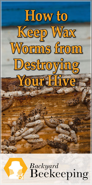 Wax Moth Treatment to Help Your Bees Win the Battle - Backyard Beekeeping